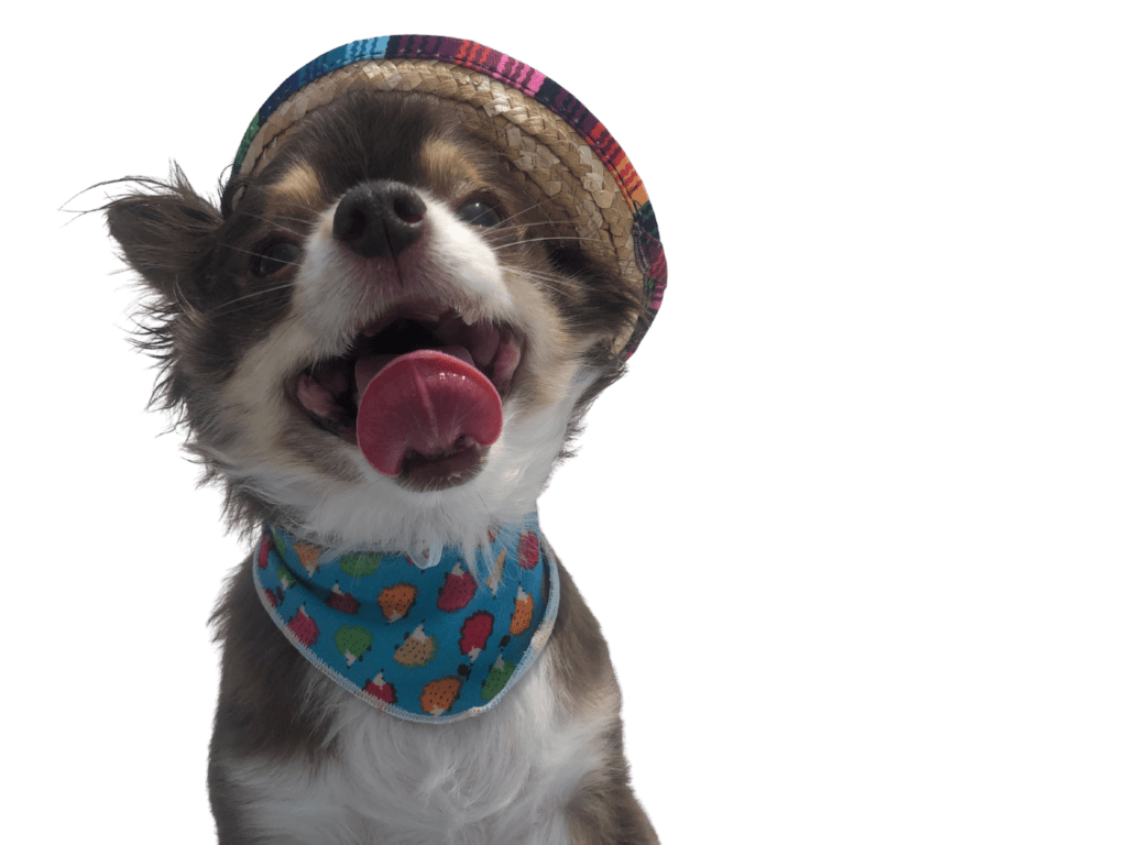 Phil Valer's long-haired chihuahua, Dong Dong, wearing a sombrero, a cute neckerchief, and a big smile across his face!